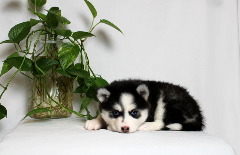 puppy, for, sale, Pomsky, Matthew B. Stoltzfus, dog, breeder, Gap, PA, dog-breeder, puppy-for-sale, forsale, nearby, find, puppyfind, locator, puppylocator, aca